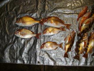 �}�_�C�E�����R�_�C