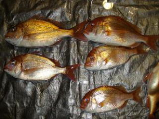 �}�_�C�E�����R�_�C