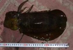 �A�I���C�J