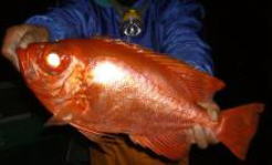 �`�J���L���g�L